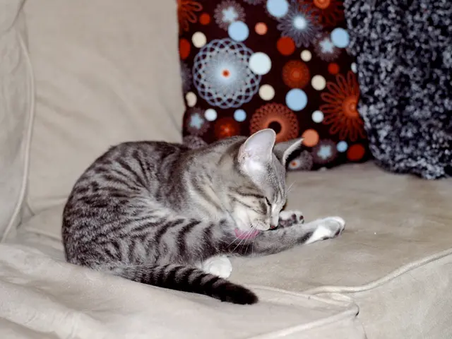 Work-from-home arrangements just got purr-fect with the discounted WFH desk bed for cats! Prime Day...