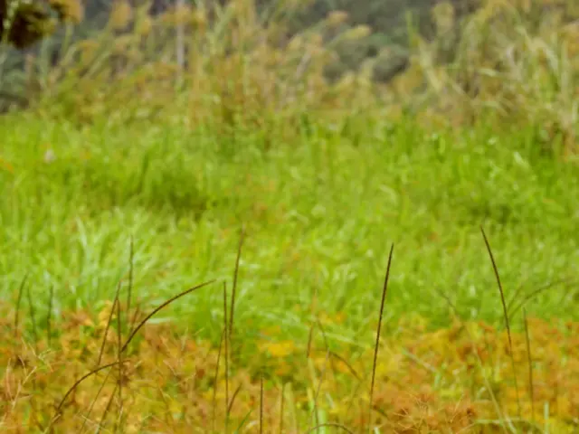 Timing theapplication of grass seed fertilizer: Crucial advice for a lush lawn