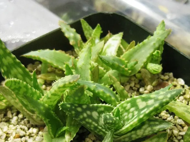 Nine Ideal Aloe Species for Your Indoor GreenSpace