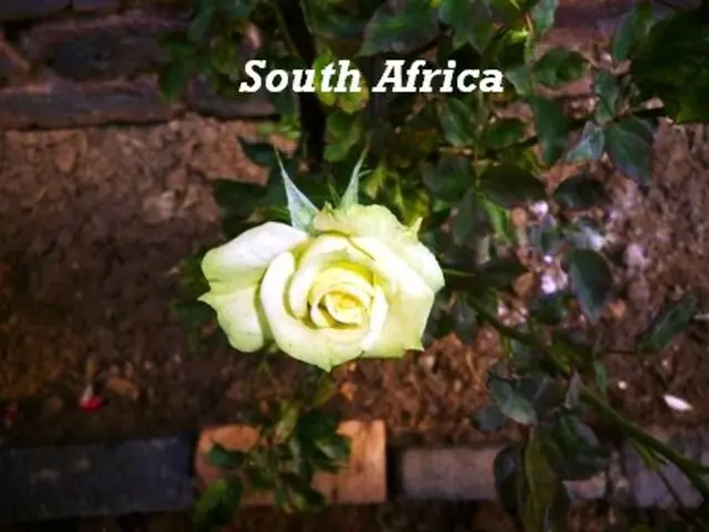 Contains information about Rose Water: characteristics, benefits, uses, recipes, or news related to...