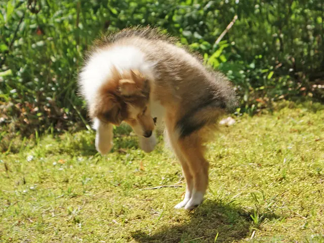 Resilient Pet-Friendly Garden: 5 Drought-Tolerant Plants That Won't Harm Your Dog