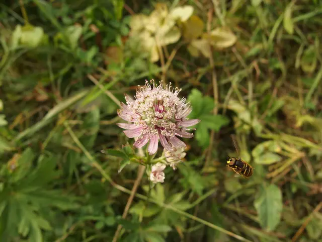 Garden Pest Management Methods Utilizing Nature's Resources