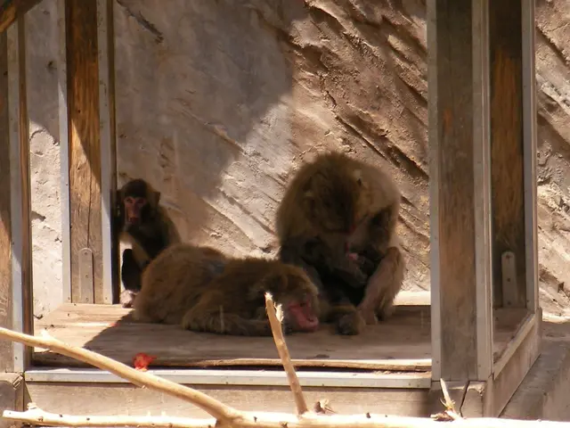 Primates from the coast are set to reside at the Perm Zoo.