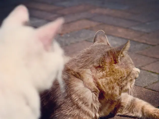 Top 10 Cat Breeds Offering Plenty of Tender Affections for Lovesick Pet Owners