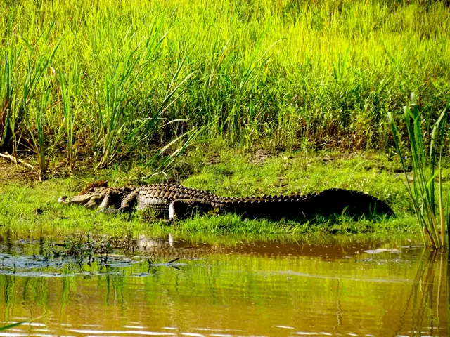 Guide to Irrigating Your Vegetable Patch Without Constant Supervision