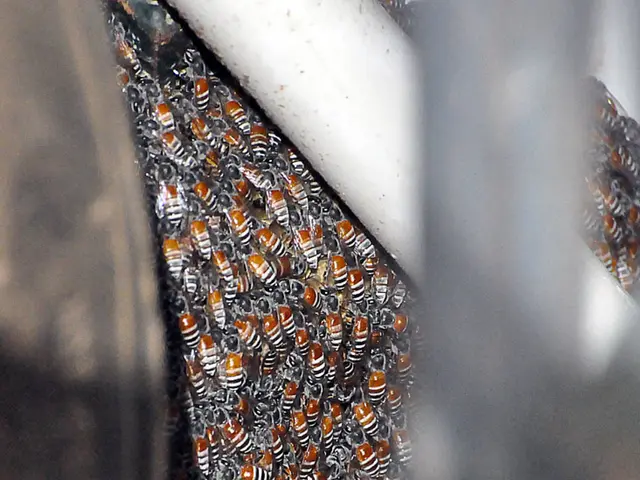 Wasps relentlessly hunt for sustenance, causing a bothersome buzz.