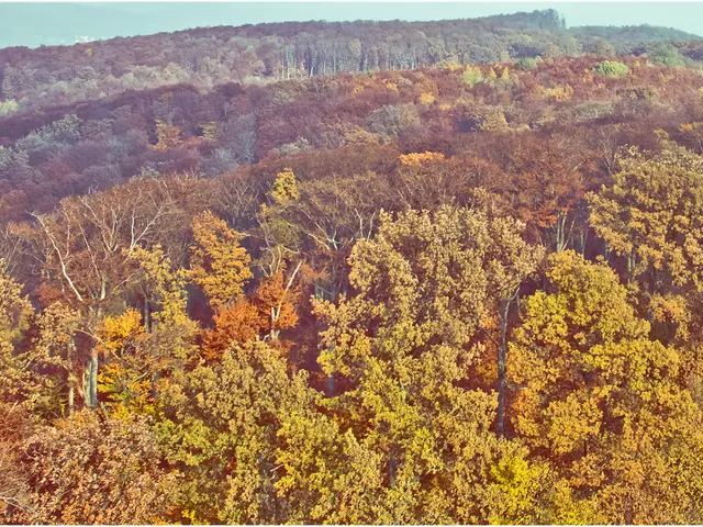 Urban Forestations: Could Mini Forests Revolutionize Urban Landscapes?