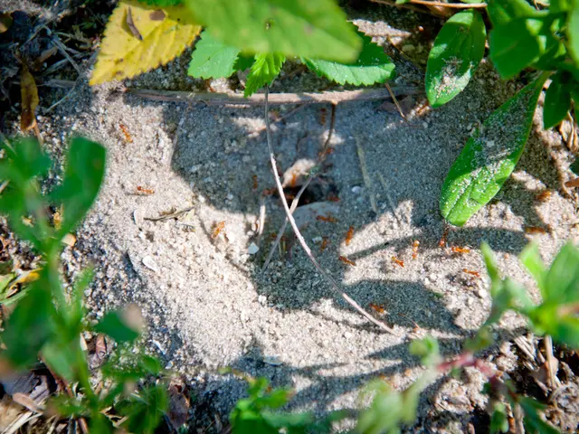 Underground Fungal Farms Tended by Leafcutter Ants: Prehistoric Cultivation Presaged by Ants