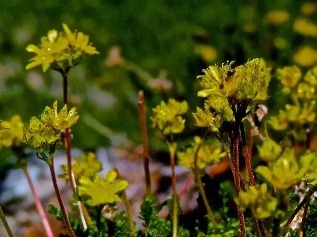 Yellowing Crape Myrtle Leaves: Reasons and Solutions