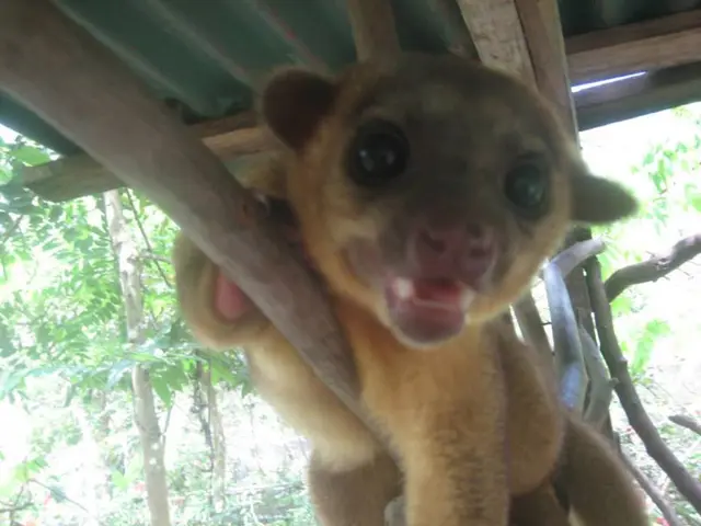 Animal Rescue Near St. Pöltan Shelter: Deliverance for Mani and Multitudes of Others