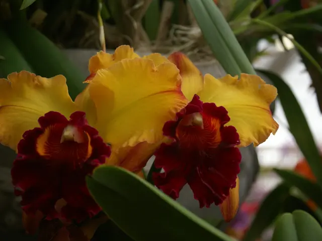 Continuous Blossoming Plants for a Vibrant Garden Throughout the Year