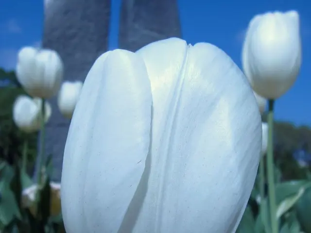 Redesigning Bonsai Pots: Innovative Paint Ideas and Stylish Makeovers for Your Bonsai Containers