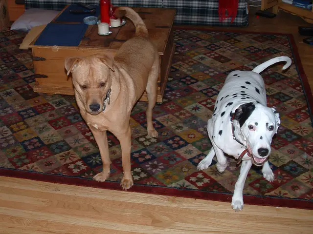 Pet owners are enthusiastically praising this dog cooling mat, and I've discovered it's currently...