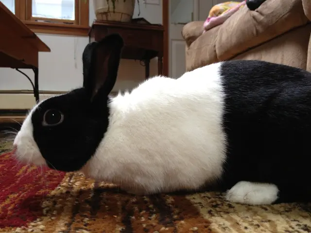 Considering Indoor Rabbit Living: A Vet Answers Your Questions
