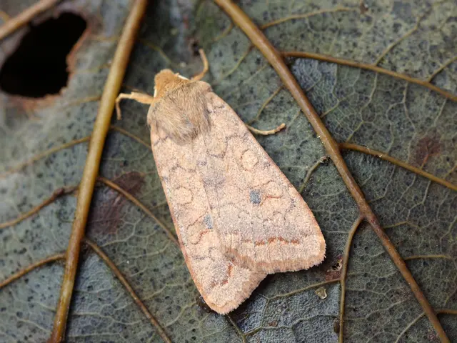 Methods for Organically Eliminating Aphids in Your Greenhouse and Residential Spaces