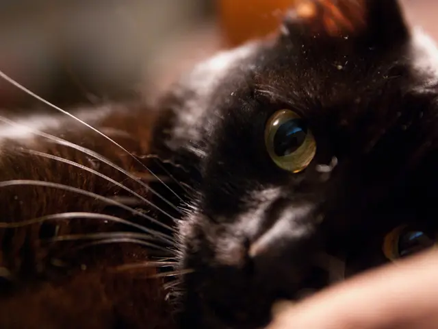 Exploring Black Feline Options: Uncover the Enigmatic Side of Feline Species Today!