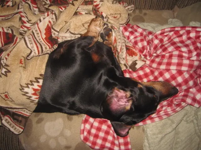 Financial Assistance: State Disbursements of Up to €4,000 to Pet Owners