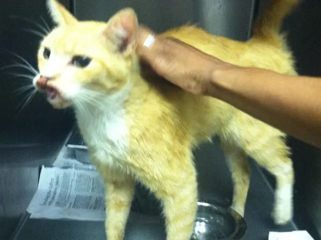 Comprehensive Guide for Novice Feline Guardians