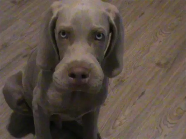 Surprising bargain found! Amazon Prime Day offers a twin set of pet cameras priced under $70