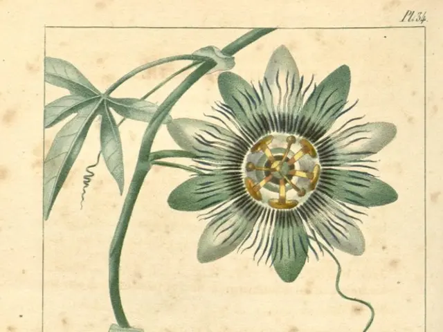 Ancient Gardeners' Secret Tool from Roman Times: The Imperative of Not Gardening Without It Today