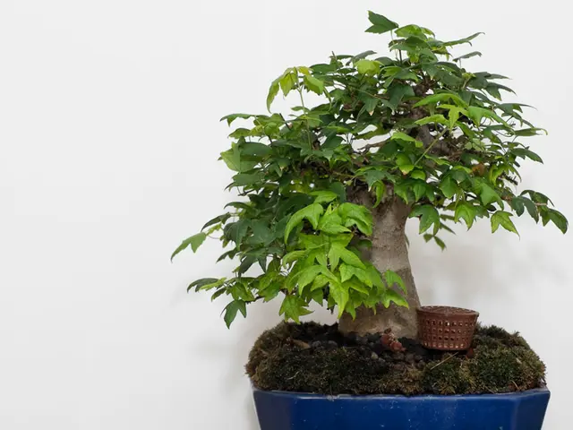 Top Picks for Bonsai Trees Suitable for Inexperienced Gardeners Outdoors