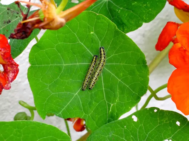 Guide on Managing Garden-Infesting Cutworms