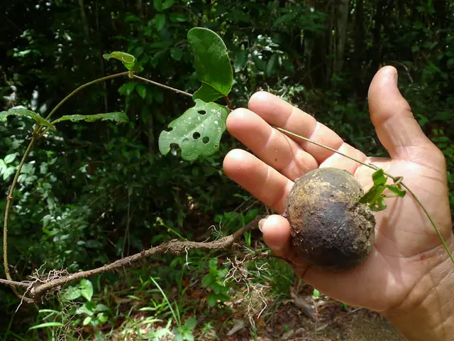 Efficient Garden Hand Tools for Simplified Organic Cultivation