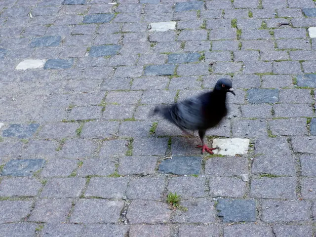 Migrating 300 pigeons from a tunnel in Essen, instigated by animal welfare organizations.