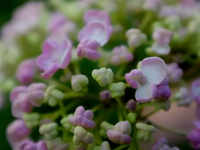 Ideal Time for Crepe Myrtle Planting in Texas: Best Seasons and Guidelines