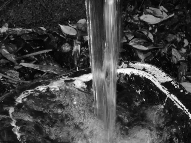 Cultivation Guidance: Techniques for Propagating Pothos Plants