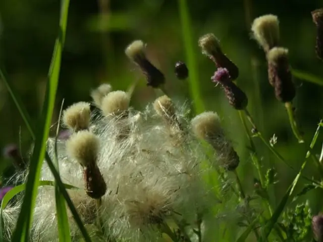 Recycling Grass: The Simplest Approach for Lawn Enhancement