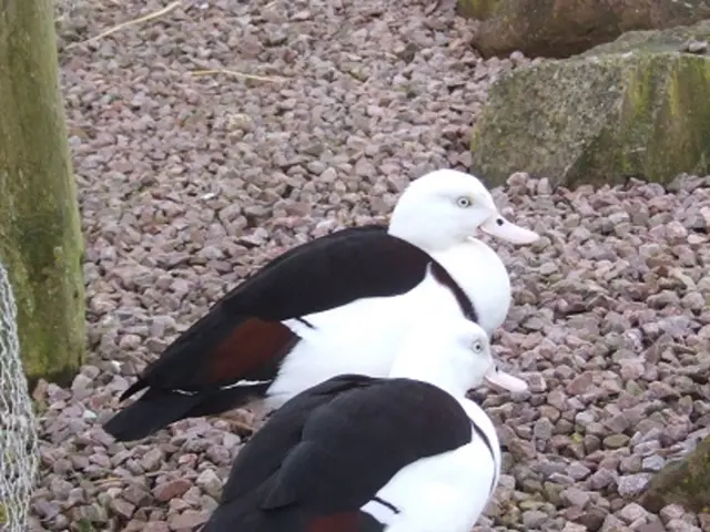 Tired of high-end gravel bikes lacking necessary ground clearance? Explore Standert's Kieswerk for...