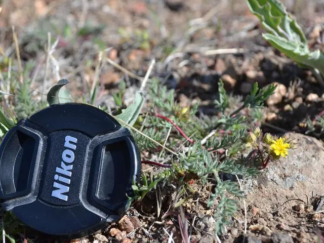 Easy-care, environmentally conscious options for grass-free gardens