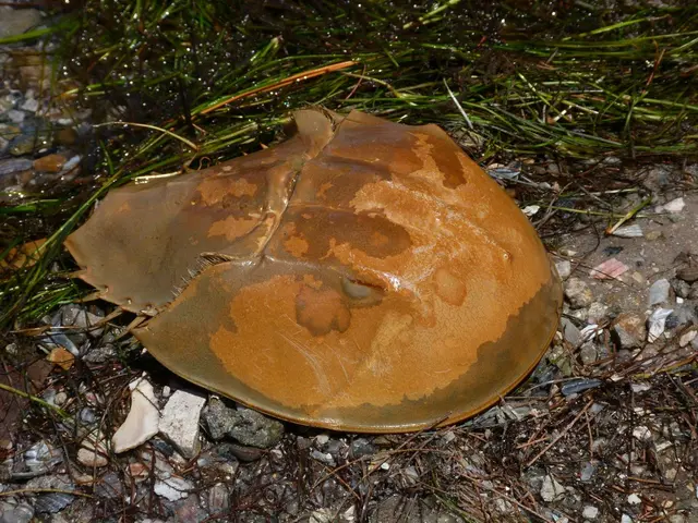 Strategies for removing stains from hardwood floors, as recommended by an expert