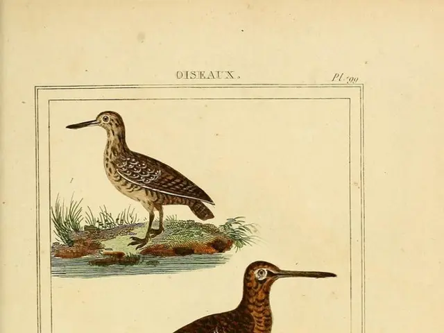 Strategies for encouraging avian visitors in your backyard