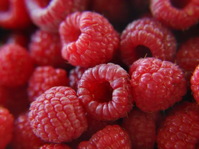 Cultivating Raspberries: A Step-by-Step Guide