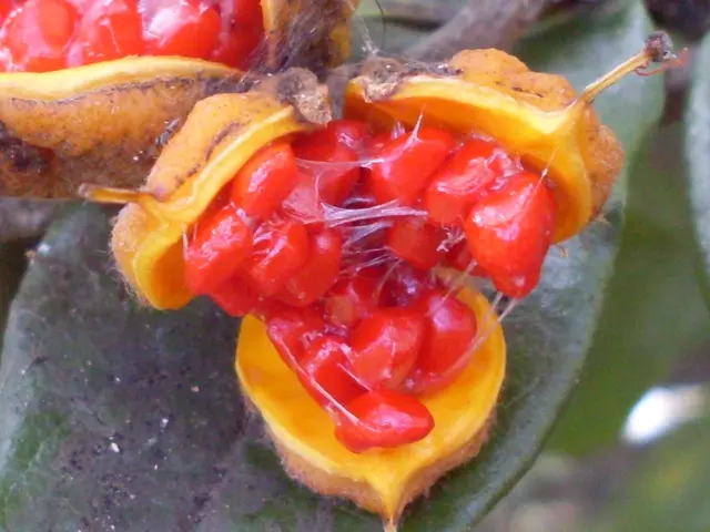 A Comprehensive Look into Farming of Robusta Bananas in India