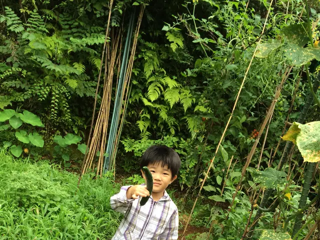 What is the appropriate planting time for a cucumber seed in the year 2024?