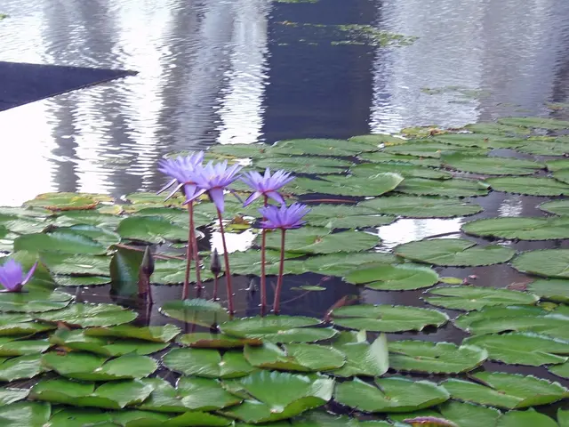 Orchid Thriving Requirements: Essential Humidity Levels and Strategies for Increasing Moisture