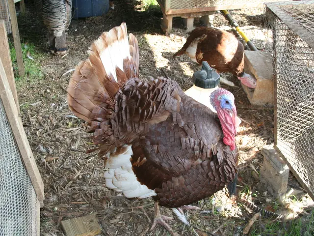 Nourishing Your Poultry Herd: Provide Chickens with Fresh Vegetation