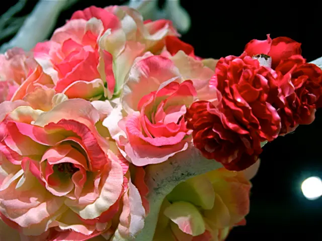Unveiling the Symbolism in the Number of Roses in Your Bouquet: A Comprehensive Guide Unmasked