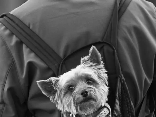 Overlooking a crucial aspect during a puppy's socialization process is easy, but it's vital to pay...