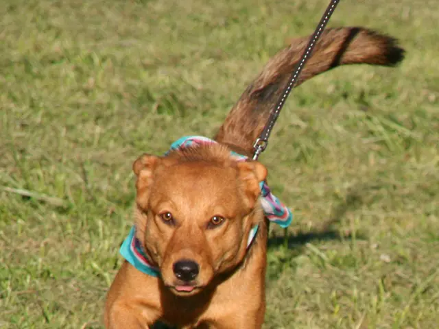 To keep your pet canine secure while you're out venturing? A trainer divulges the essential ability...