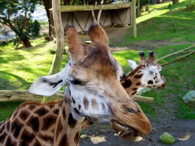 Leipzig Zoo's latest addition, a newborn giraffe, ventures into open pens for the first time.