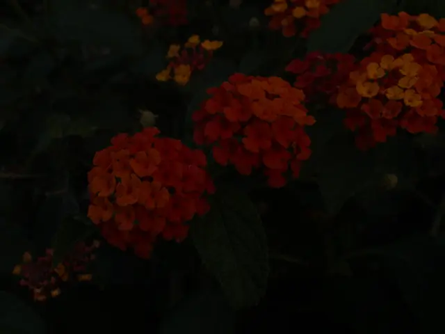 Abandon these two popular trends promptly, as they degrade soil health and introduce nematodes,...