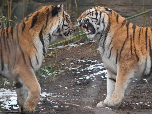 Meet with a friendly greeting: 'Konnichiwa', young chefs from Japan, now serving their unique...