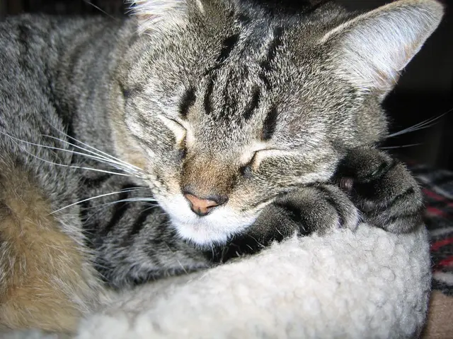 Cat's Affinity for Snoozing on Owner: Charming Yet Puzzling Behavior Explained