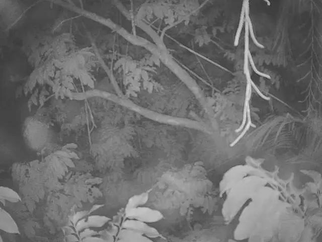 Gardening Tips: Choosing the Perfect Tree for Your Garden According to Your Birth Month