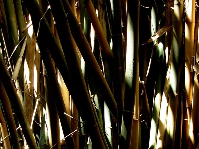 Gucci Bamboo Encounters, curated by Ippolito Pestellini Laparelli at Fuorisalone, was not about...