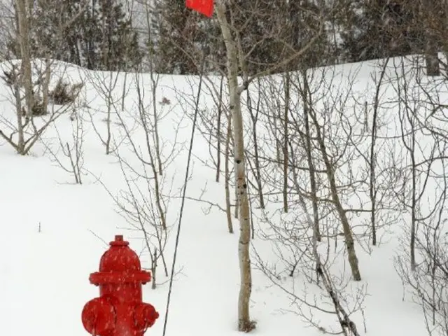 Techniques for Nurturing Vine Hydrangeas: Optimal Planting, Training, and Pruning Methods for...